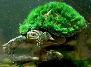 Moss_Turtle